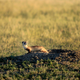 Illustration for article titled Return from whence you came, Black-Footed Ferrets